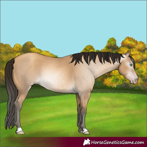 Horse Color:Gray Amber Cream Champagne