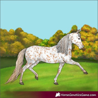Horse Color:Chestnut Appaloosa 