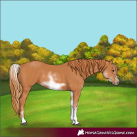 Horse Color:White Spotted Chestnut Sabino Frame 