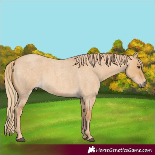 Horse Color:Red Dun Roan 