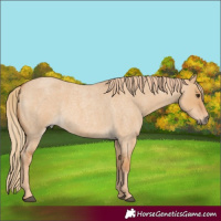 Horse Color:Red Dun Roan 
