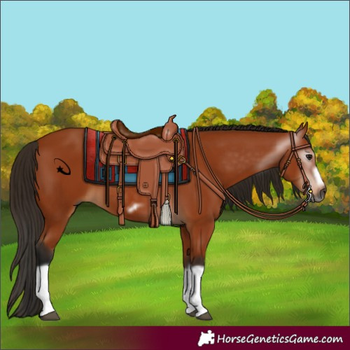 Horse Color:Gray Bay Splash Frame