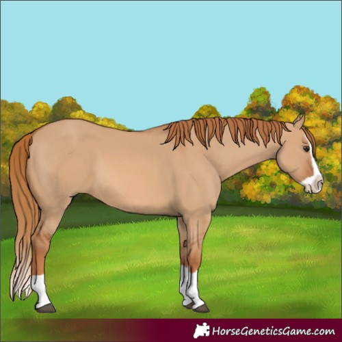 Horse Color:Red Dun Splash