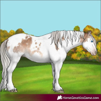 Horse Color:Gray Silver Sable Champagne Splash Tobiano Appaloosa Rabicano