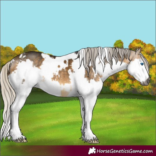 Horse Color:Gray White Spotted Silver Buckskin Splash
