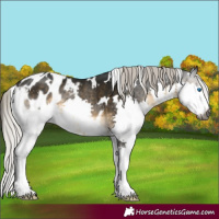 Horse Color:Gray White Spotted Silver Buckskin Mushroom Splash Appaloosa 