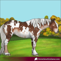 Horse Color:White Spotted Liver Chestnut Mushroom