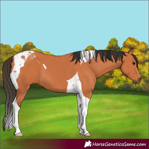 Horse Color:Bay Tobiano 