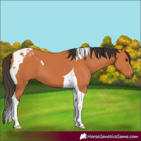 Horse Color:Bay Tobiano 