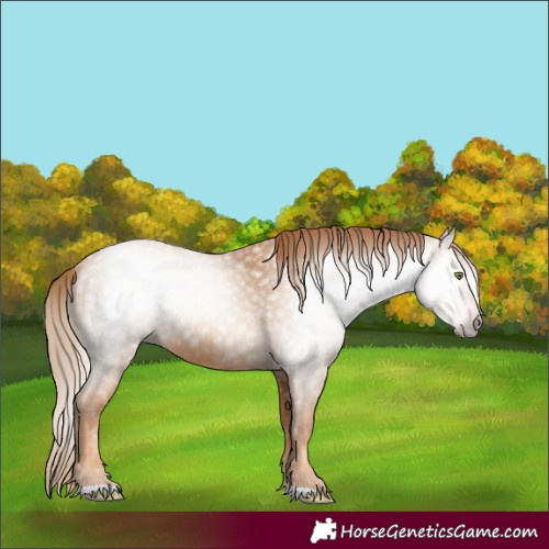 Horse Color:Gray Gold Champagne