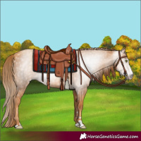 Horse Color:Gray Gold Champagne 
