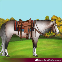 Horse Color:Gray Bay Splash 