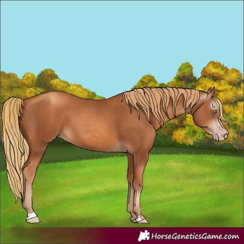 Horse Color:Gray Gold Champagne