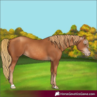 Horse Color:Gray Gold Champagne