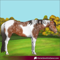 Horse Color:Bay Ice Tobiano 