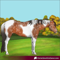 Horse Color:Bay Ice Tobiano