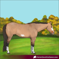 Horse Color:Bay Dun Splash Frame
