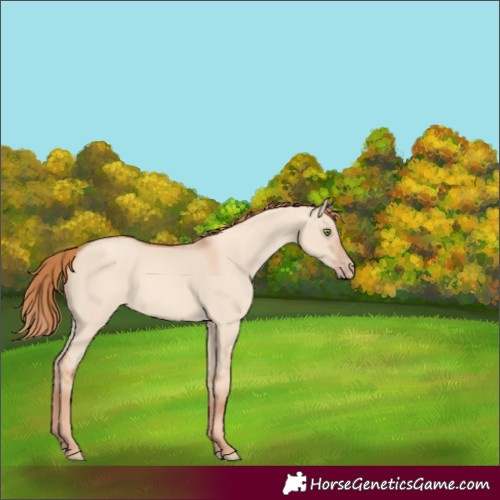 Horse Color:Gold Champagne Dun
