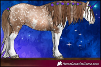 Horse Color:Liver Chestnut Pearl Sabino Splash Appaloosa Rabicano