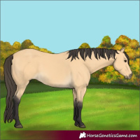 Horse Color:Buckskin