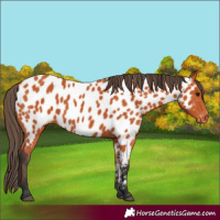 Horse Color:Bay Appaloosa 