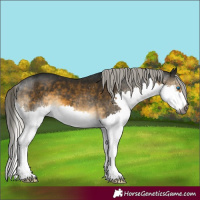 Horse Color:Gray Silver Buckskin Splash 