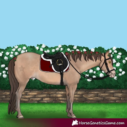 Horse Color:Amber Champagne 