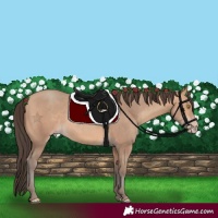 Horse Color:Amber Champagne 