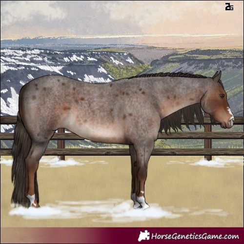 Horse Color:Liver Red Roan 