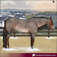 Horse Color:Liver Red Roan 