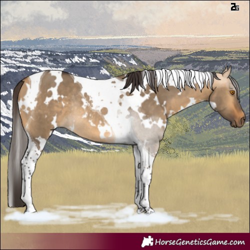 Horse Color:White Spotted Buckskin Dun Tobiano Rabicano 