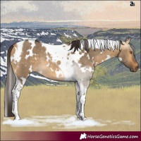 Horse Color:White Spotted Buckskin Dun Tobiano Rabicano
