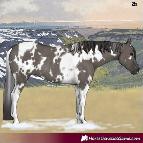 Horse Color:White Spotted Smoky Grullo Tobiano Rabicano 
