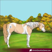Horse Color:Gold Champagne Splash Tobiano 