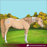 Horse Color:Gold Champagne Splash Tobiano 