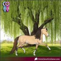 Horse Color:Buckskin Dun