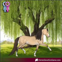 Horse Color:Buckskin Dun 