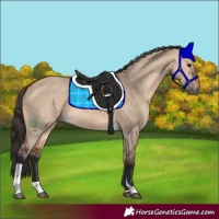 Horse Color:Bay Dun Tobiano 