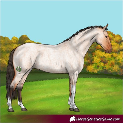 Horse Color:Bay Roan Dun Tobiano