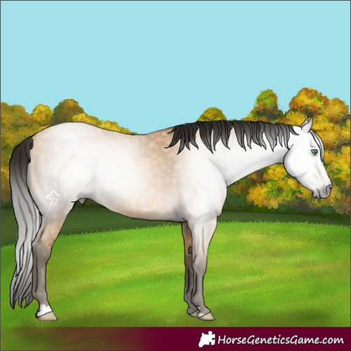Horse Color:Gray Amber Cream Champagne 