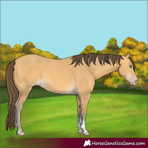 Horse Color:Amber Cream Champagne Tobiano 