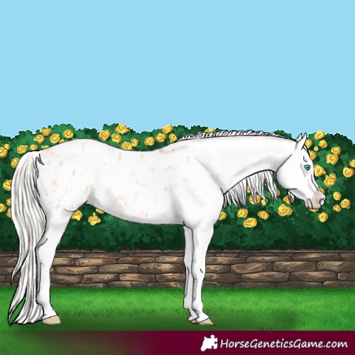 Horse Color:Silver Amber Champagne Pearl Dun Tobiano Appaloosa Rabicano and Silver Bay Pearl Dun Tobiano Appaloosa Rabicano
