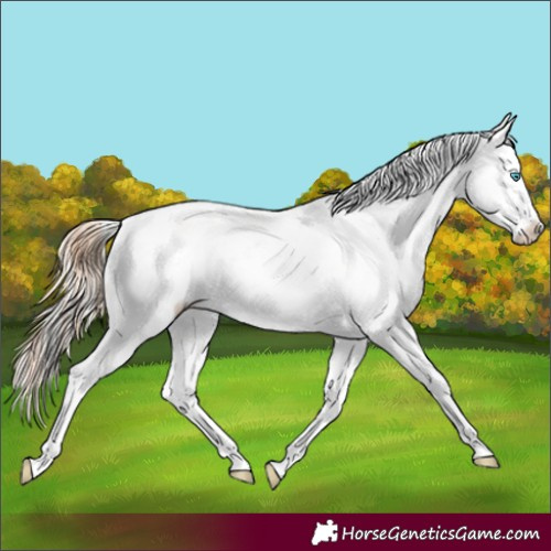 Horse Color:Silver Amber Champagne Pearl Dun Tobiano Appaloosa Rabicano  and Amber Champagne Pearl Dun Tobiano Appaloosa Rabicano 