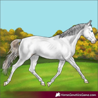 Horse Color:Silver Amber Champagne Pearl Dun Tobiano Appaloosa Rabicano  and Amber Champagne Pearl Dun Tobiano Appaloosa Rabicano 