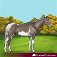 Horse Color:Silver Black Tobiano Frame 