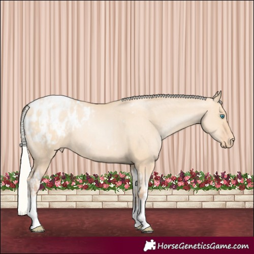Horse Color:Silver Amber Champagne Pearl Dun Tobiano Appaloosa Rabicano  and Silver Amber Champagne Pearl Dun Tobiano Appaloosa Rabicano 