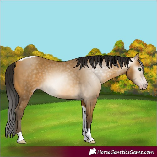 Horse Color:Unknown 