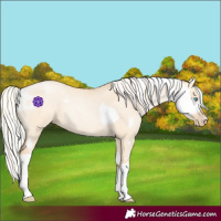 Horse Color:Silver Amber Champagne Pearl Dun Tobiano Appaloosa Rabicano and Silver Amber Champagne Pearl Dun Tobiano Rabicano
