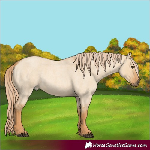Horse Color:Red Dun Roan 