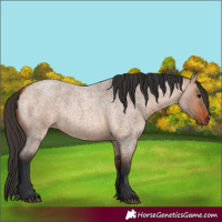 Horse Color:Bay Roan Dun 